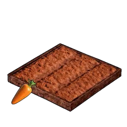 Carrot Plantation